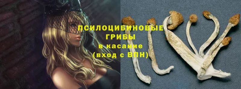 продажа наркотиков  ОМГ ОМГ ссылки  Псилоцибиновые грибы Magic Shrooms  Карабаново 